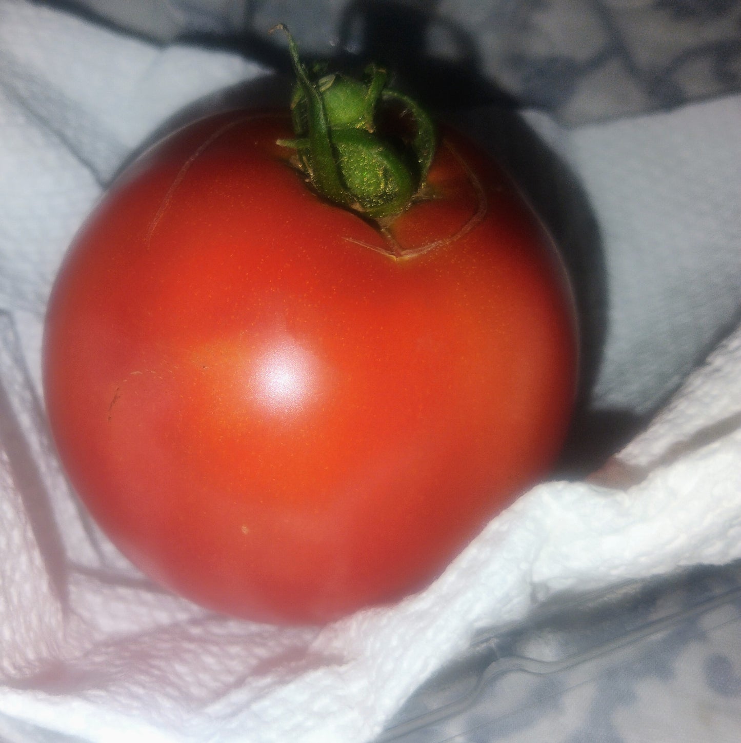 Better Boy Tomato Seedlings