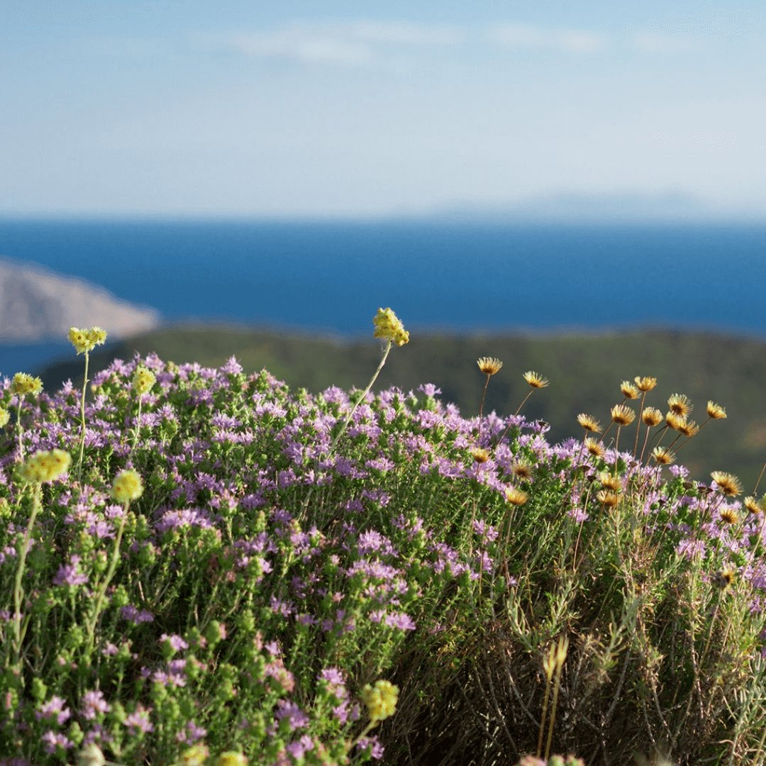 Greek Oregano (Ikaria Blue Zone)