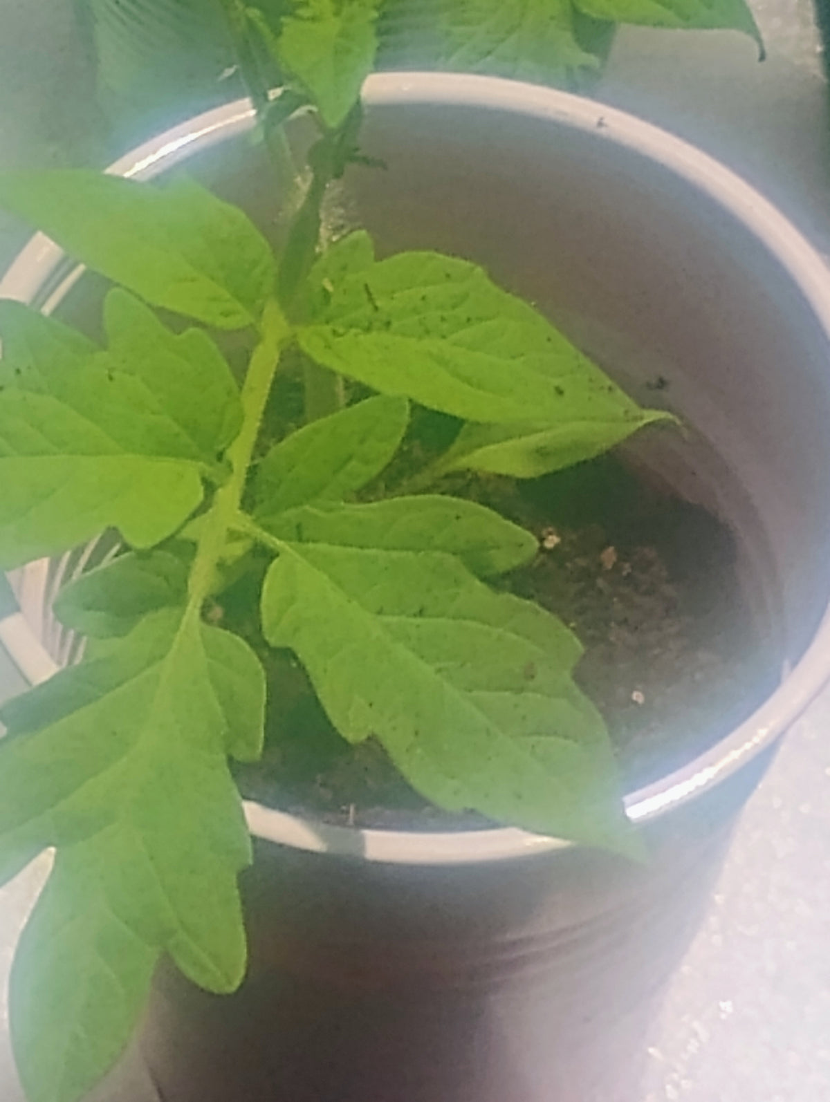 Better Boy Tomato Seedlings
