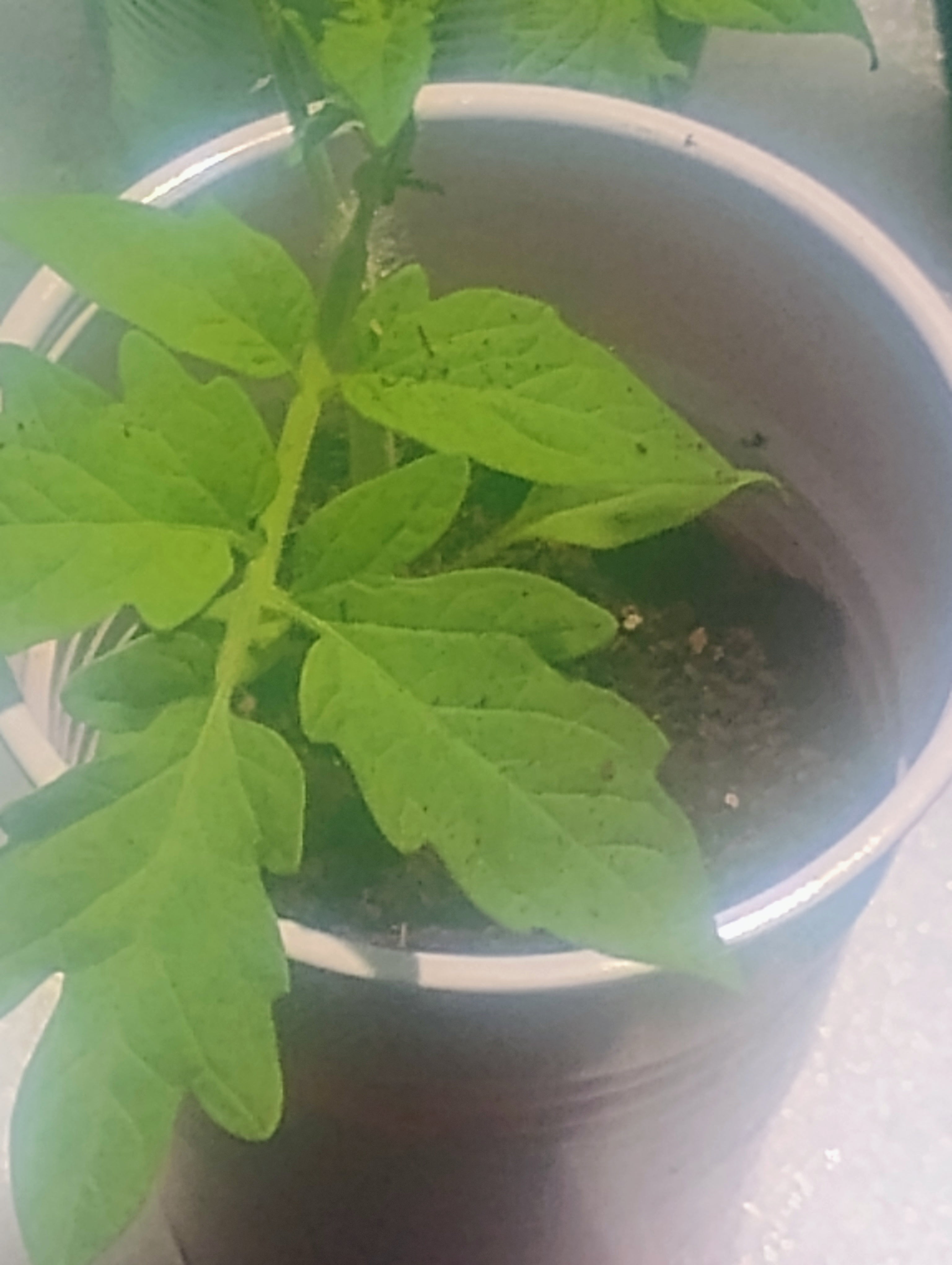 Better Boy Tomato Seedlings