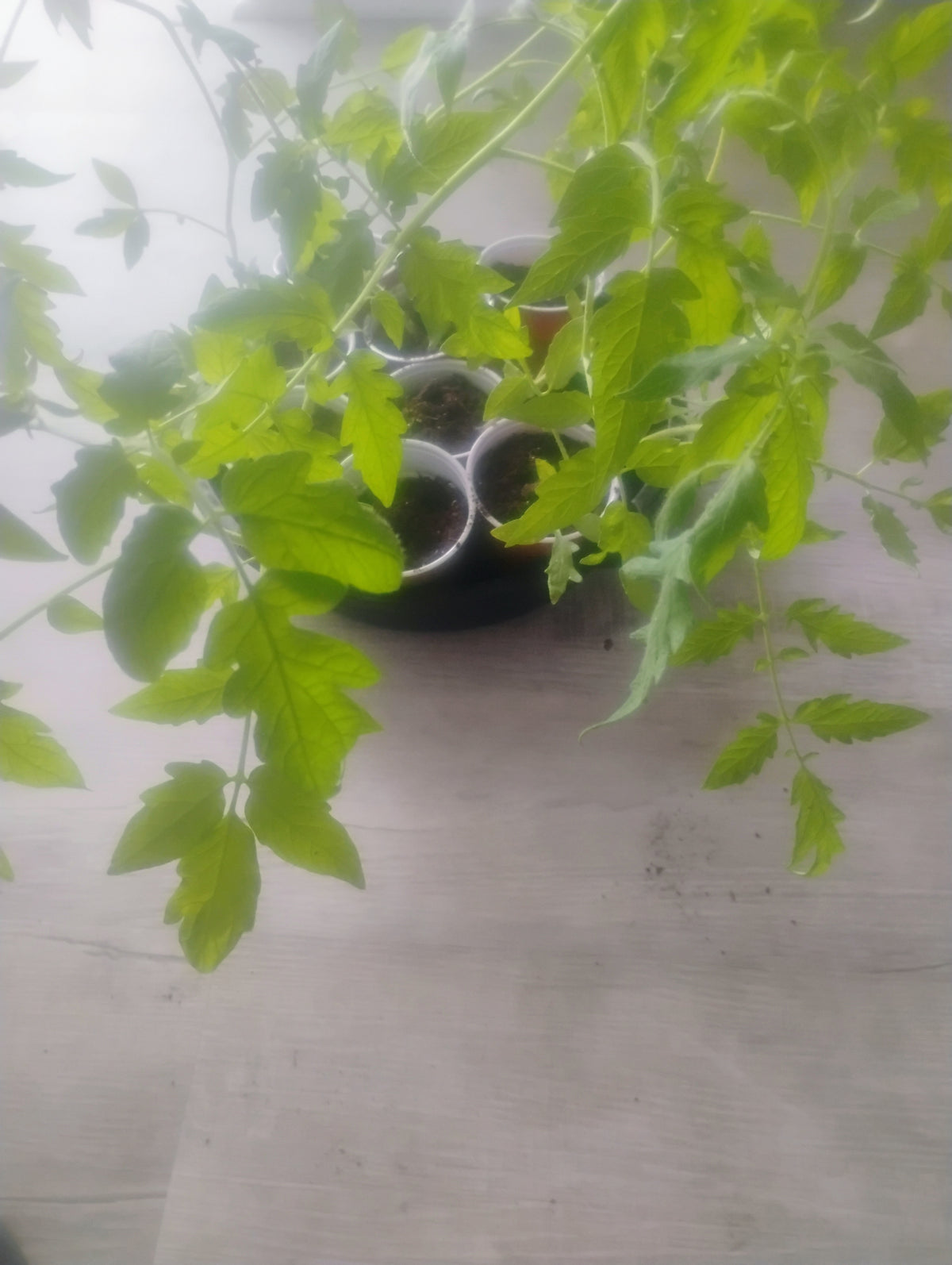 Better Boy Tomato Seedlings