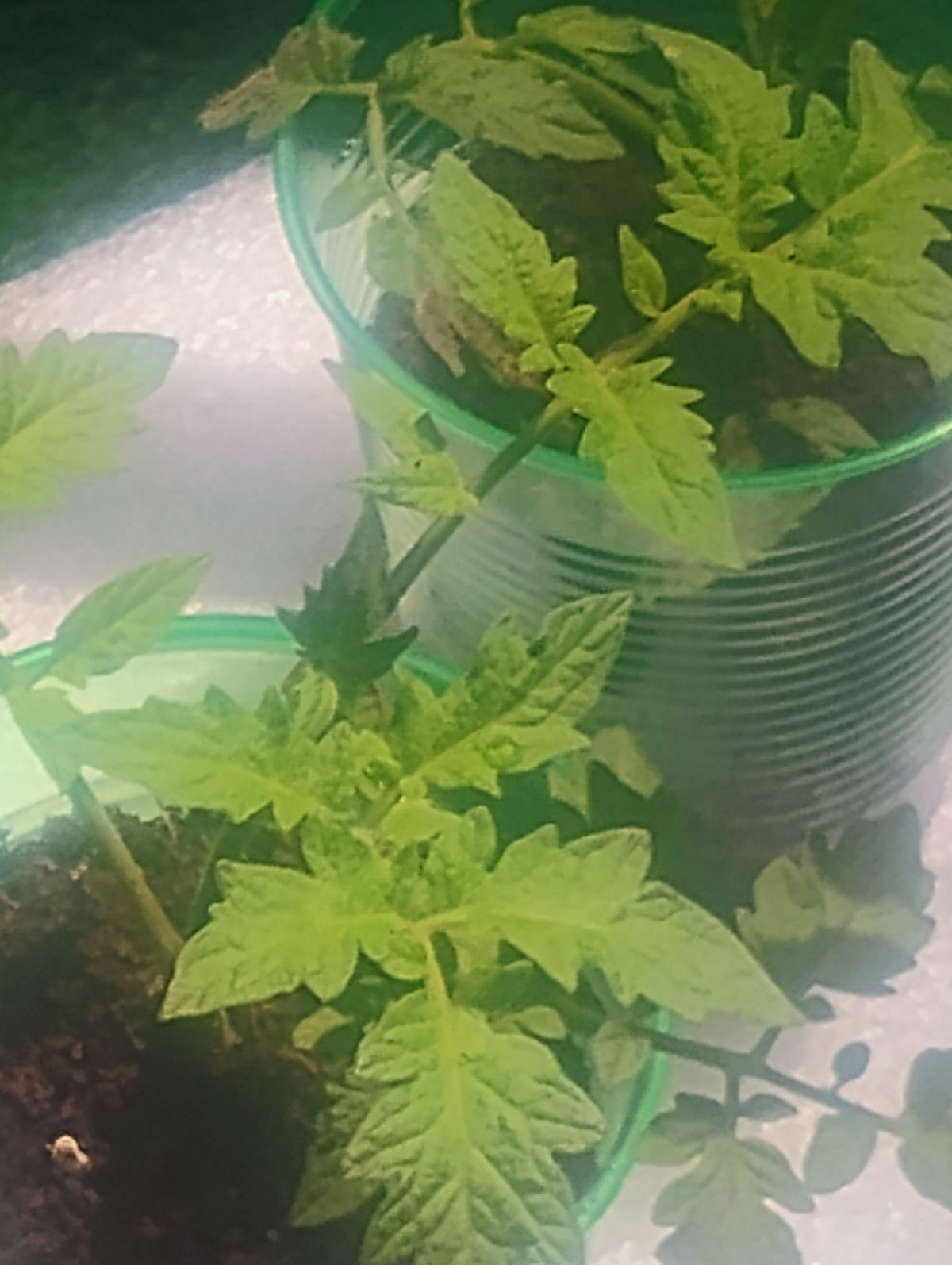 Better Boy Tomato Seedlings