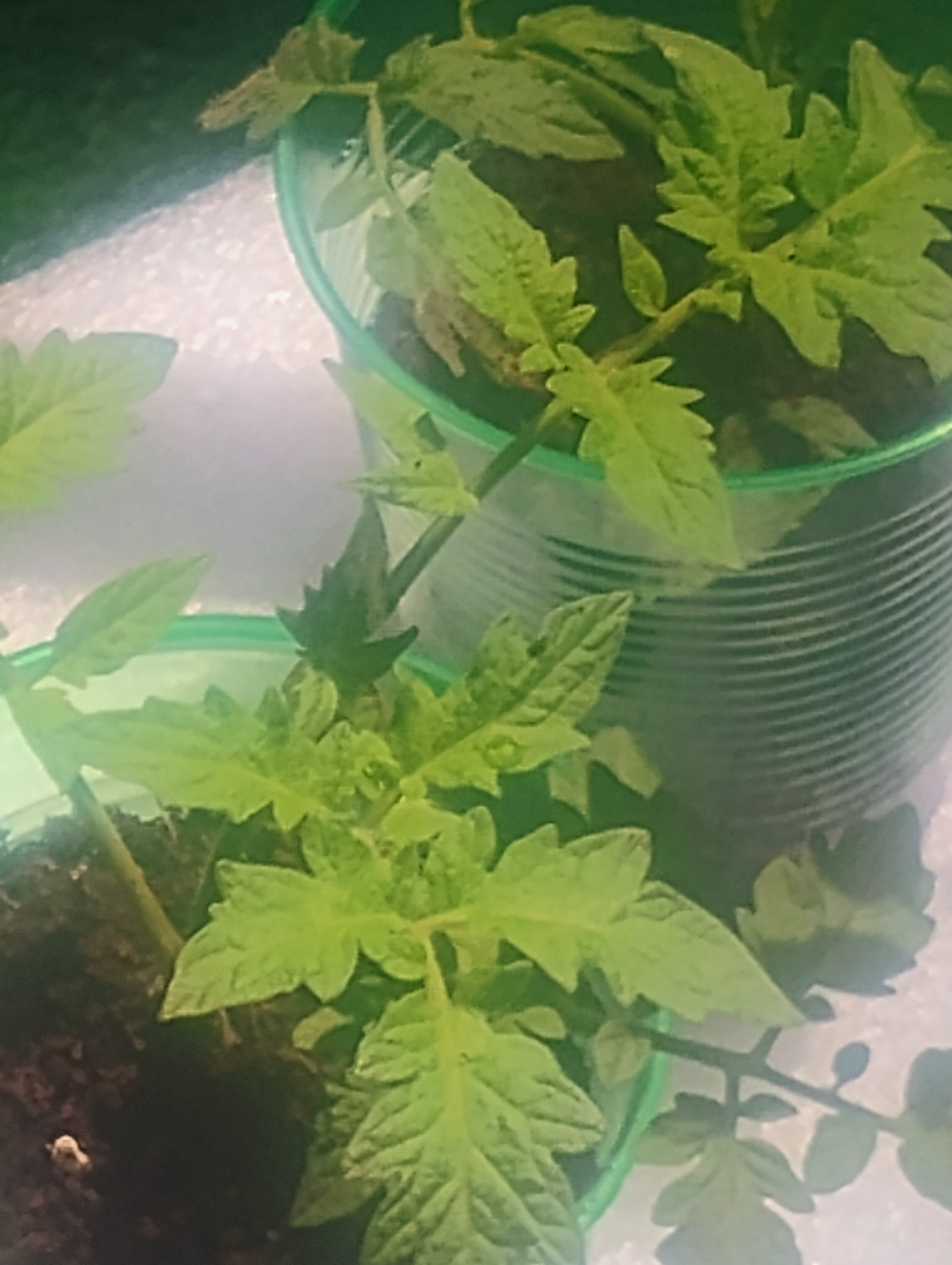 Better Boy Tomato Seedlings