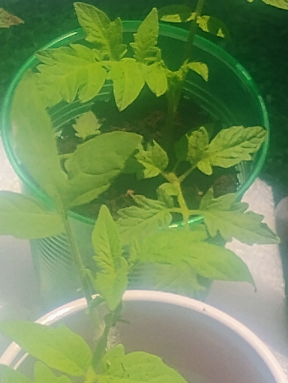 Better Boy Tomato Seedlings