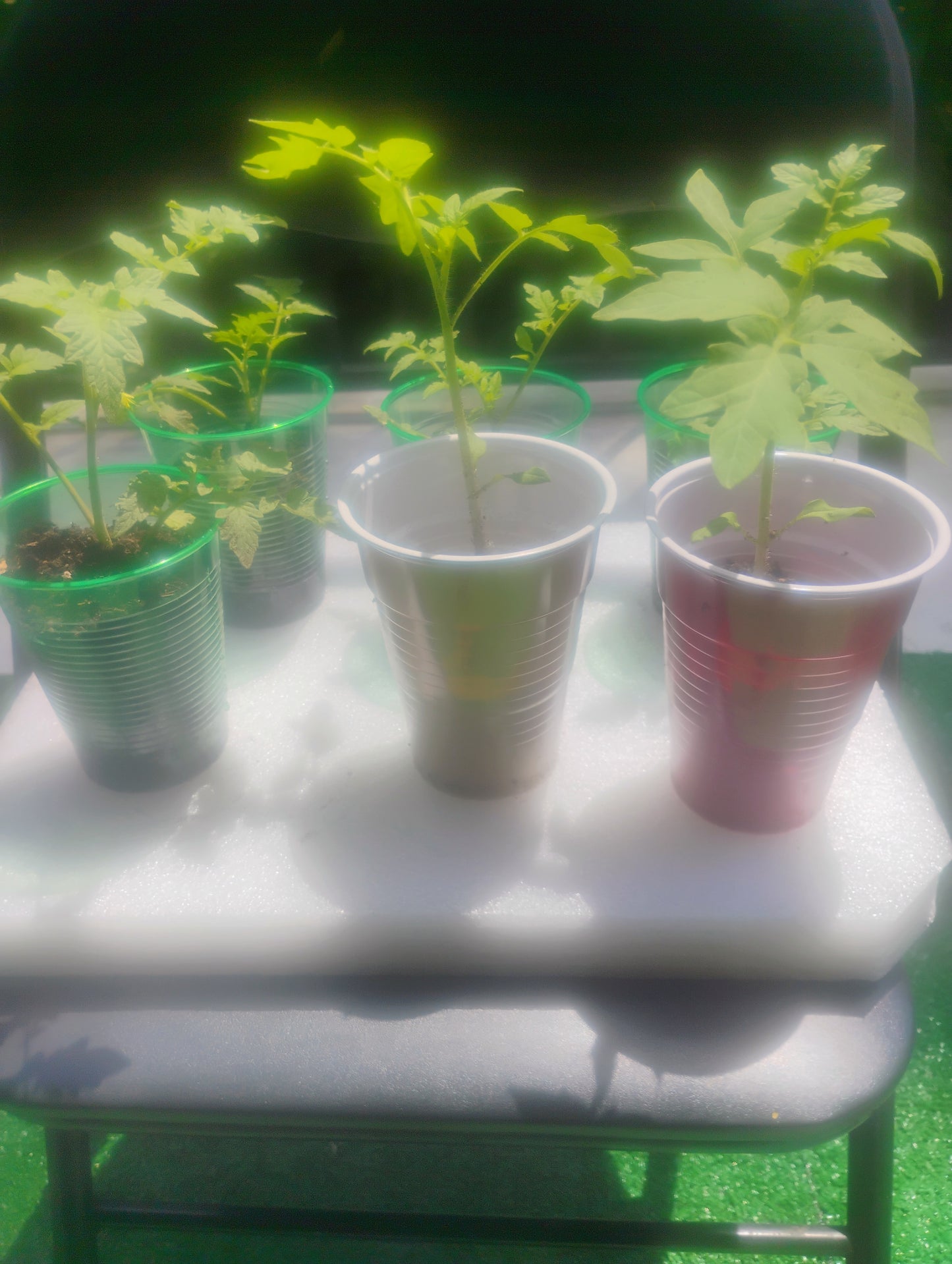Better Boy Tomato Seedlings