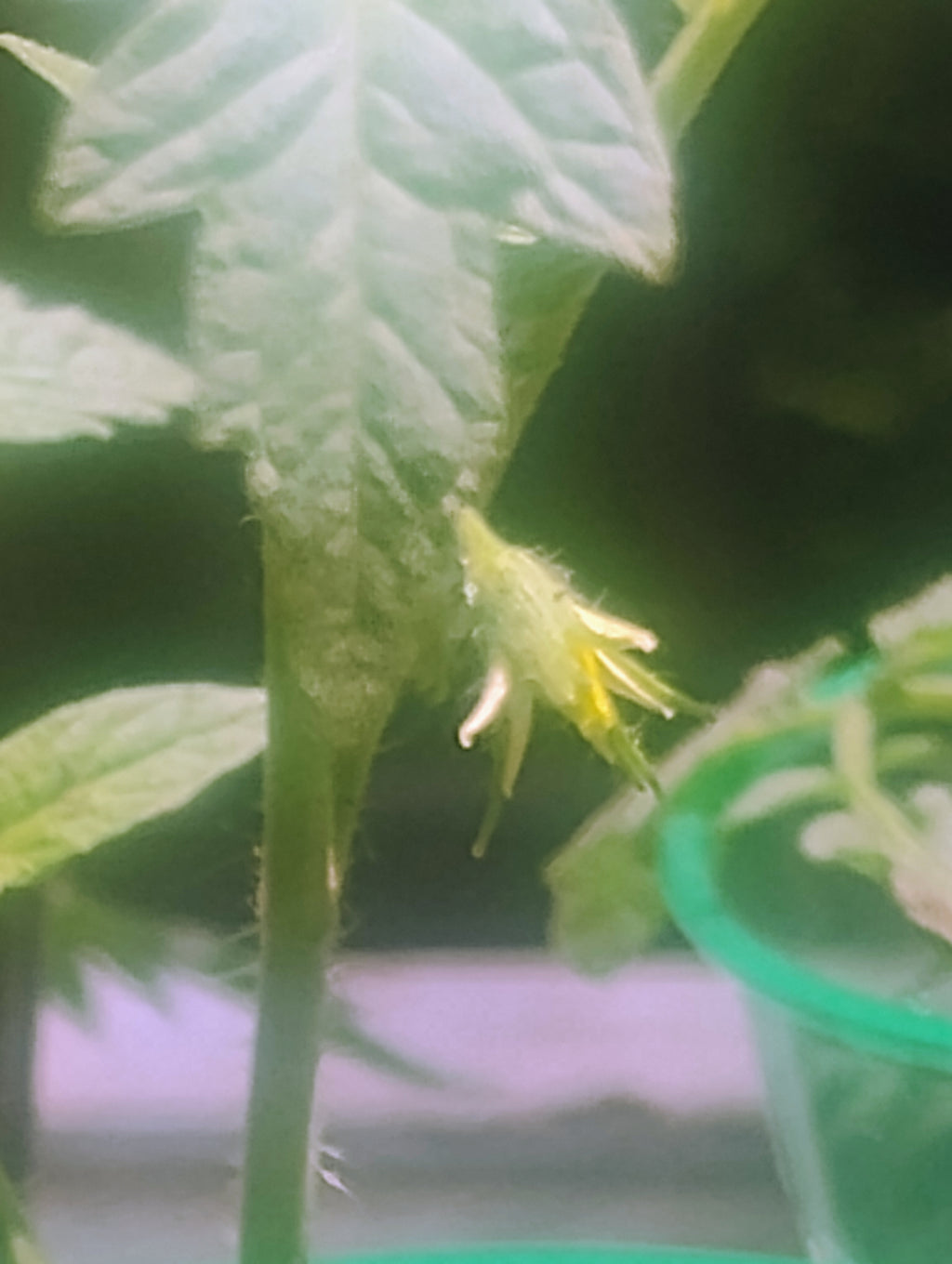 Better Boy Tomato Seedlings