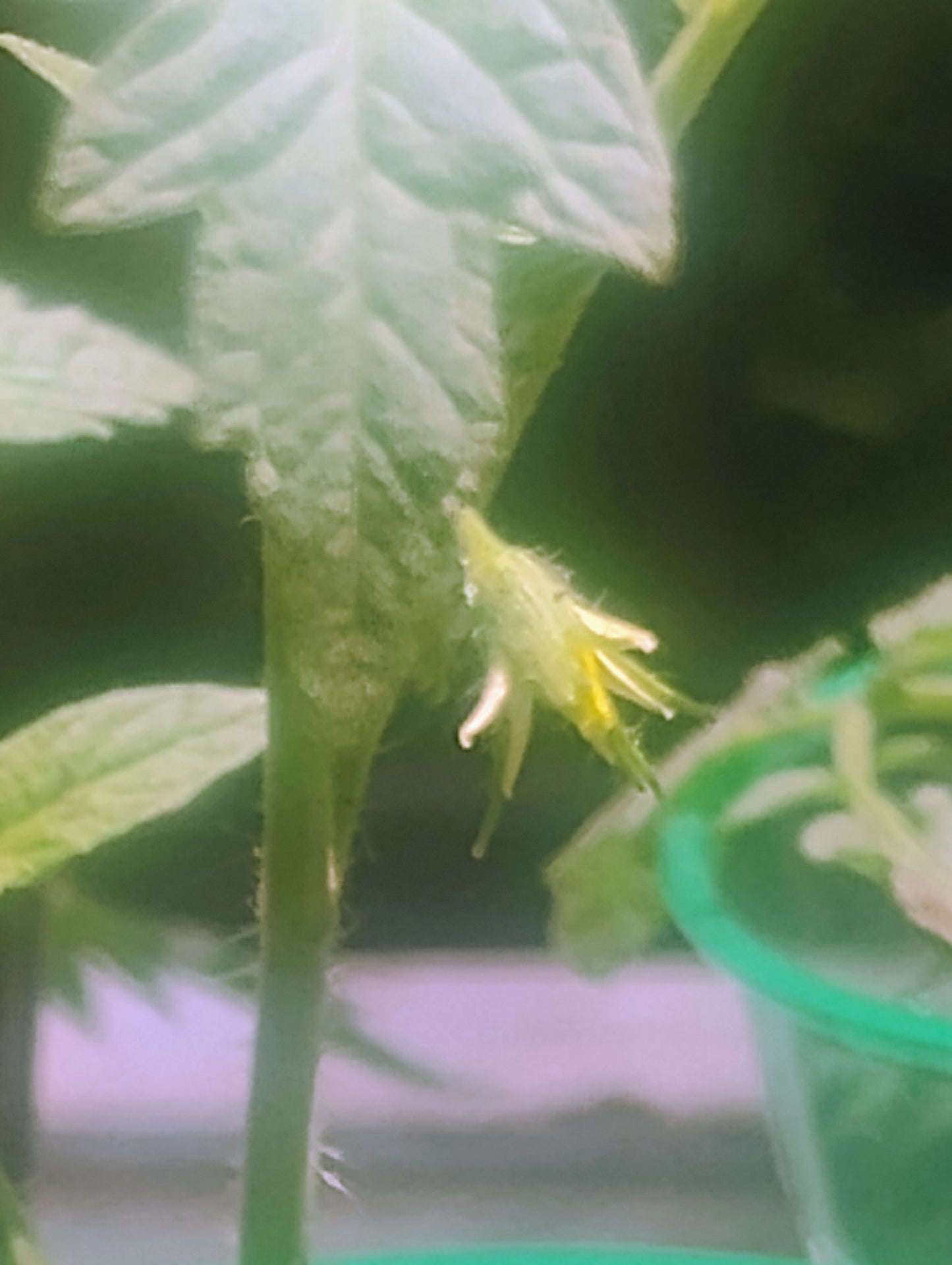 Better Boy Tomato Seedlings