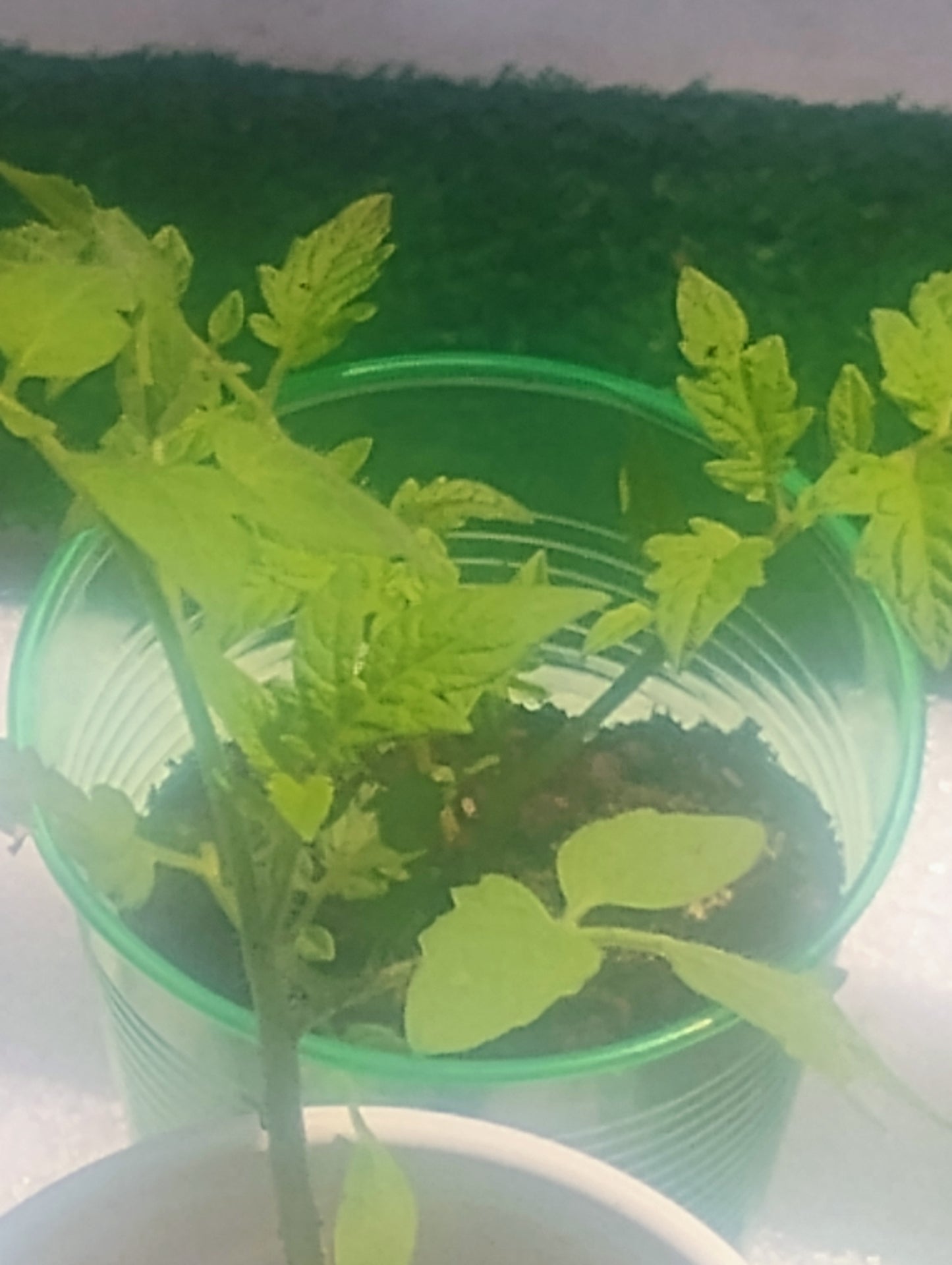 Better Boy Tomato Seedlings