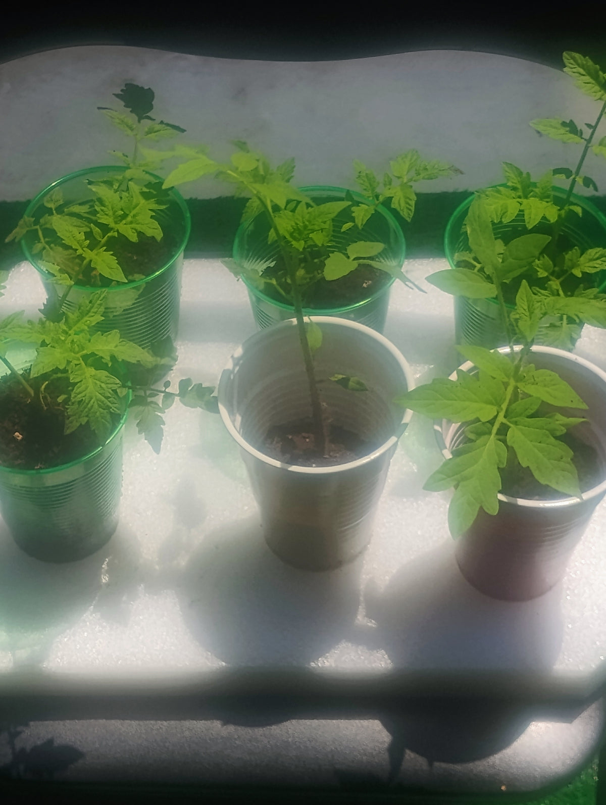 Better Boy Tomato Seedlings