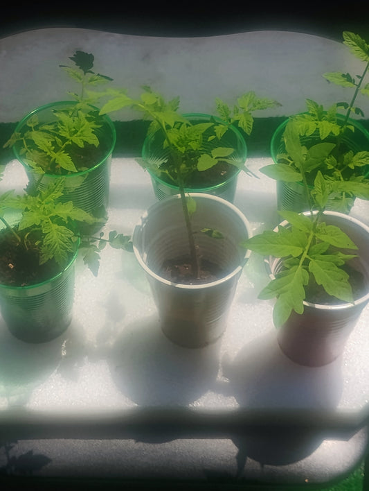 Better Boy Tomato Seedlings
