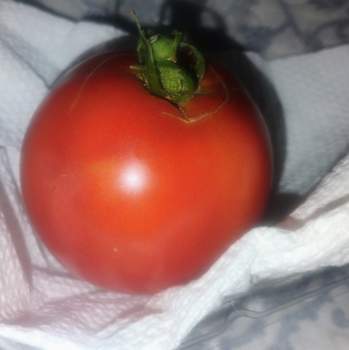 Better Boy Tomato Seedlings